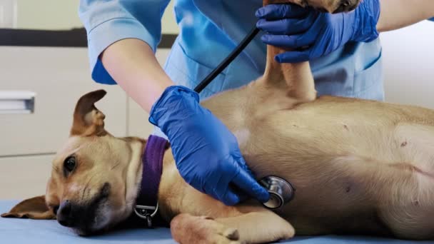 Medicul Veterinar Feminin Ajutorul Unui Stetoscop Examinează Câinele Clinică Asistență — Videoclip de stoc