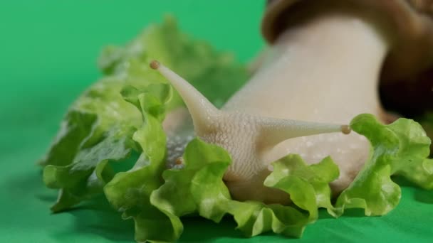 Macro view. Grande lumaca Achatina sporge le corna dal guscio per mangiare insalata verde. Guarda da vicino il filmato — Video Stock