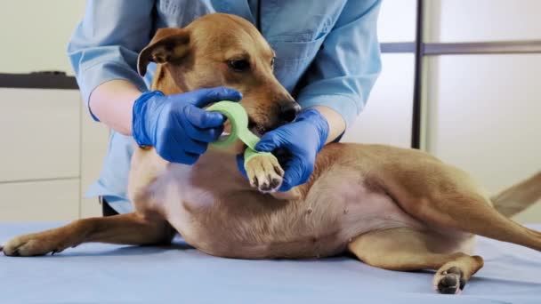 Samice veterinář omotá obvaz kolem poškozené tlapky na klinice, zdravotní péče. Zpomalený pohyb — Stock video