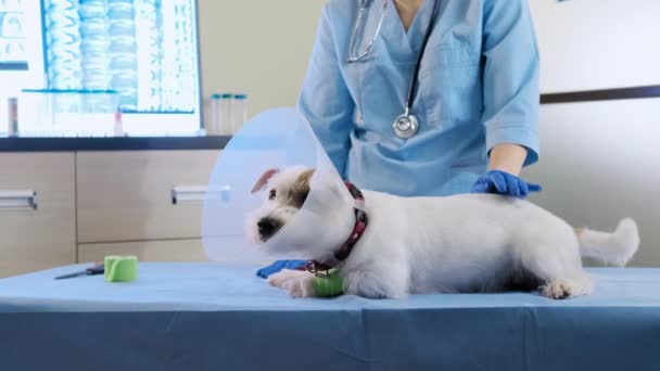 Wanita dokter hewan memakai kalung hewan anjing jack Russell di klinik, perawatan kesehatan. Tutup cuplikan — Stok Video