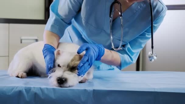 Ветеринар-женщина проверяет уши собаки Джека Рассела, а также обследование зубов домашних животных в клинике, здравоохранении. Закрыть — стоковое видео