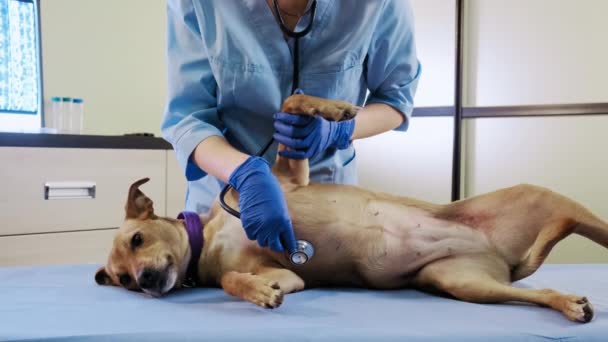 Kvinnlig veterinär med hjälp av ett stetoskop undersöker hunden på kliniken, hälsovård. Brett synfält — Stockvideo