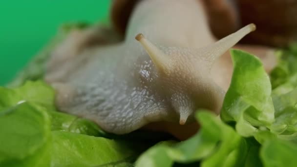 Macro vista del gran caracol Achatina sobresale sus cuernos de su concha para comer ensalada verde. Vista de primer plano de las imágenes — Vídeo de stock