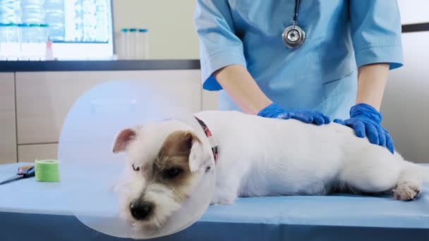 Jack Russell câine în guler veterinar se află în clinică pe masă. îngrijire a sănătății Închide imaginile — Videoclip de stoc