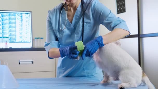 Γυναίκα κτηνίατρος τυλίγει έναν επίδεσμο γύρω από το κατεστραμμένο πόδι jack russell στην κλινική, υγειονομική περίθαλψη — Αρχείο Βίντεο