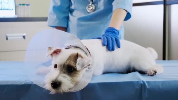 Jack Russell anjing dalam kerah hewan terletak di klinik di atas meja. layanan kesehatan Tutup — Stok Video