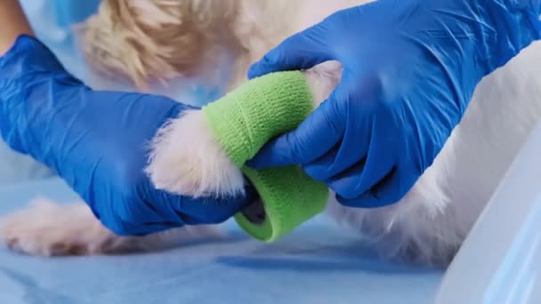 Vista de cerca del veterinario envuelve un vendaje alrededor de la pata dañada jack Russell en la clínica, cuidado de la salud — Vídeos de Stock