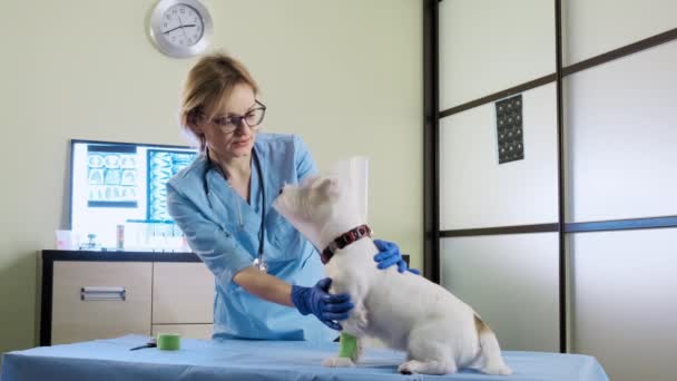 สุนัขแจ๊ครัสเซลล์ในปลอกคอสัตวแพทย์อยู่ในคลินิกบนโต๊ะ การดูแลสุขภาพ มุมมองภาพกว้าง — วีดีโอสต็อก
