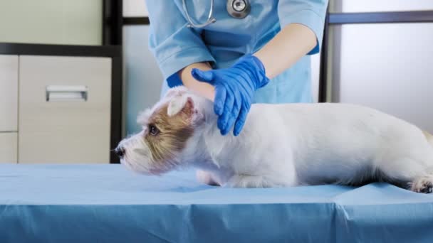 Feminin veterinar de verificare Jack Russell urechi de câine, și dinți de examinare a animalelor de companie în clinică, de îngrijire a sănătății. Close up view — Videoclip de stoc