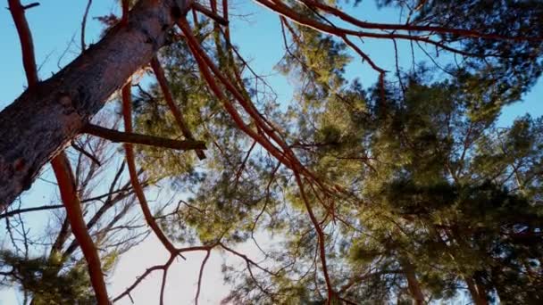 Vista inferior de pinos viejos altos en el bosque de cedro antiguo primitivo de hoja perenne. De cerca. — Vídeos de Stock