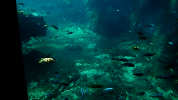 Grande aquário azul com corais e peixes — Vídeo de Stock