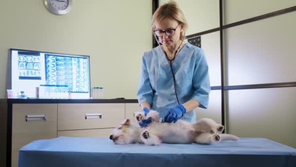 Vrouwelijke dierenarts met behulp van een stethoscoop onderzoekt de jack russell hond in kliniek, gezondheidszorg. — Stockvideo