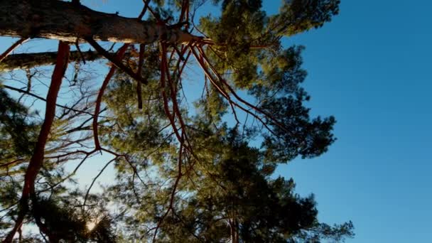 Botten utsikt över höga gamla tallar i vintergröna urgamla cederskog. Brett synfält — Stockvideo