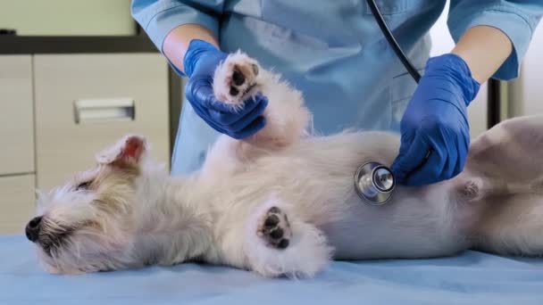 Женщина-ветеринар с помощью стетоскопа осматривает собаку Джека Рассела в клинике, здравоохранении. Закрыть — стоковое видео