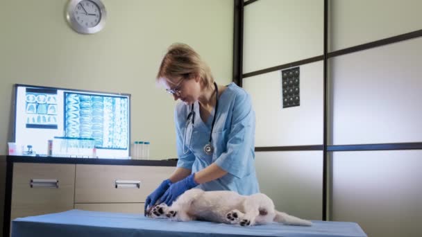 Veterinário feminino com a ajuda de um estetoscópio examina o cão jack russell na clínica, cuidados de saúde. Vista ampla — Vídeo de Stock
