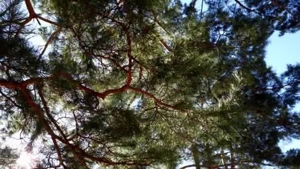 Vista inferior de pinos viejos altos en el bosque de cedro antiguo primitivo de hoja perenne. Mover cámara — Vídeos de Stock