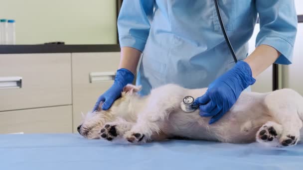 Vrouwelijke dierenarts met behulp van een stethoscoop onderzoekt de jack russell hond in kliniek, gezondheidszorg. Close-up zicht — Stockvideo