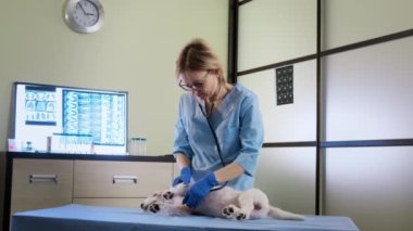 Steteskop yardımıyla kadın veteriner klinikte Jack Russell 'ın köpeğini muayene ediyor. Geniş görünüm görüntüleri