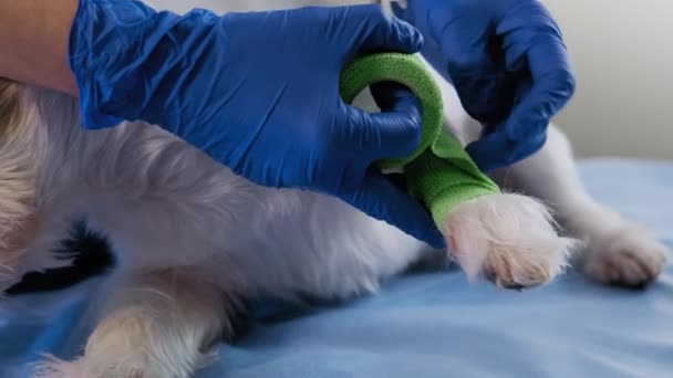 Vista de cerca del veterinario envuelve un vendaje alrededor de la pata dañada jack Russell en la clínica, cuidado de la salud — Vídeos de Stock