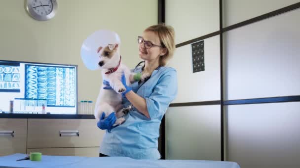 Veterinário segura em suas mãos Jack Russel cão na clínica, cuidados de saúde. — Vídeo de Stock