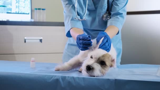 Vétérinaire femelle vérifiant Jack Russell oreilles de chien, examen en clinique, soins de santé — Video