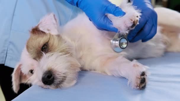 Vista de cerca. Veterinaria femenina con la ayuda de un estetoscopio examina el perro Jack Russell en la clínica, cuidado de la salud. — Vídeos de Stock