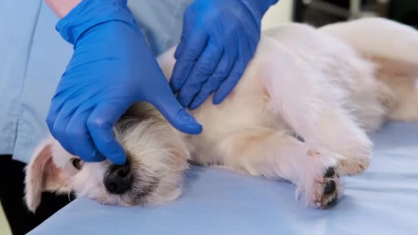 Veterinário feminino verificando jack russell cão dentes pet exame na clínica, cuidados de saúde. Fechar — Vídeo de Stock