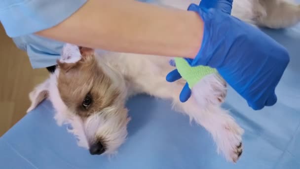 Veterinario envuelve un vendaje alrededor de la pata de Jack Russell dañado en la clínica, atención médica. Primer plano de las imágenes — Vídeos de Stock