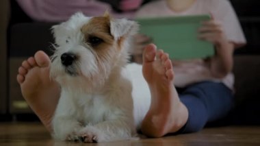 Genç kızın köpeği Jack Russell Terrier ile yerde oturup akıllı telefon ve tablet üzerinde çalışmasını yakından çek. Yavaş çekim