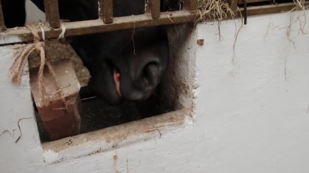 Görüntüleri kapat. At çiftliğindeki bir ahırda kahverengi at. Çocuk bir atı havuçla besliyor.. — Stok video