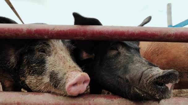 Imágenes de cerca de la granja de cerdos, muchos cerdos cerca de la cerca en la granja. Movimiento lento — Vídeo de stock