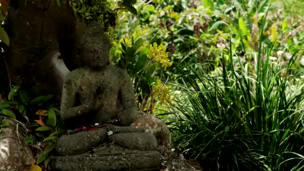 Buddha patsas sademetsässä, ja salamanteri Buddha patsas — kuvapankkivideo