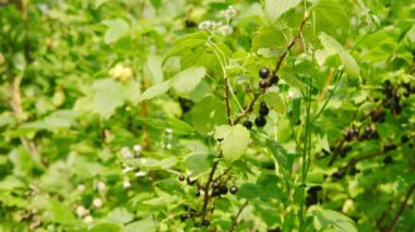 Güneşli bir günde kara kuşüzümü çalısı.