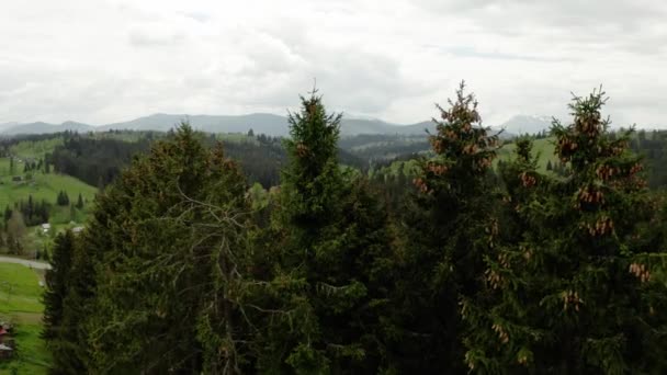 Luchtfoto van de drone van Flying up a mountains, vlucht over dennenbomen en bergketens op de achtergrond. — Stockvideo