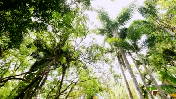 Gökyüzüne bakan palmiye ağaçları. Yavaş çekim görüntüleri — Stok video