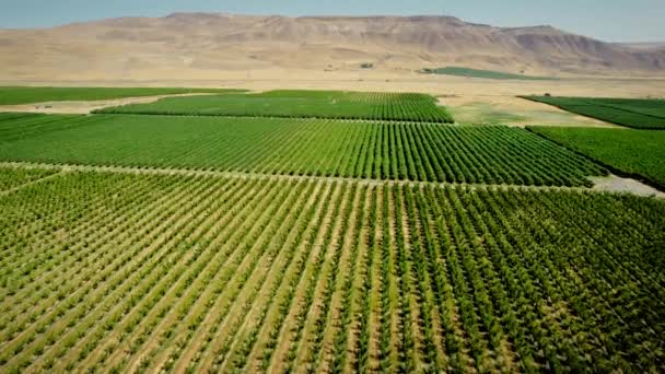 Aerial drone shot over Trees and mountain setting — Vídeo de stock