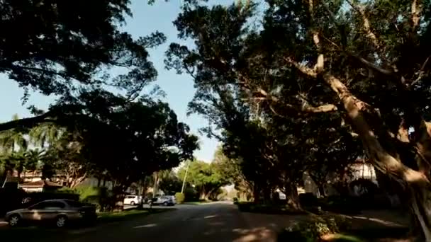 Wide View of pálmafák a belvárosban, Vezetés az úton Nápoly Florida USA — Stock videók