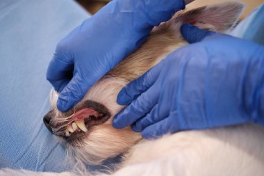 Kadın veteriner Jack Russell 'ın köpek dişlerini kontrol ediyor klinikte, sağlık hizmetlerinde. Kapat. 