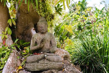Yağmur ormanlarındaki Buda heykeli ve Buda heykeli üzerindeki semender.