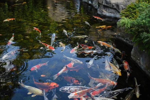 Закрыть вид на Fishes Koi купающихся в небольшом озере в парке — стоковое фото