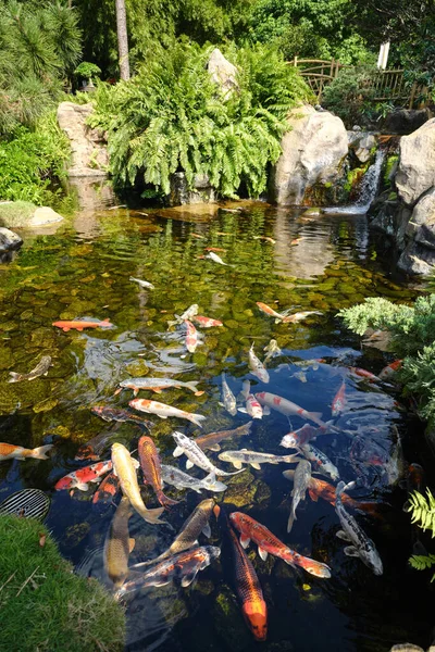 Peces Koi nadando en un pequeño lago en el parque — Foto de Stock