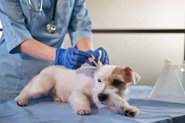 Kadın veteriner Jack Russell 'ın köpek kulaklarını kontrol ediyor, klinikte muayene ediliyor, sağlık hizmetleri kapanıyor.