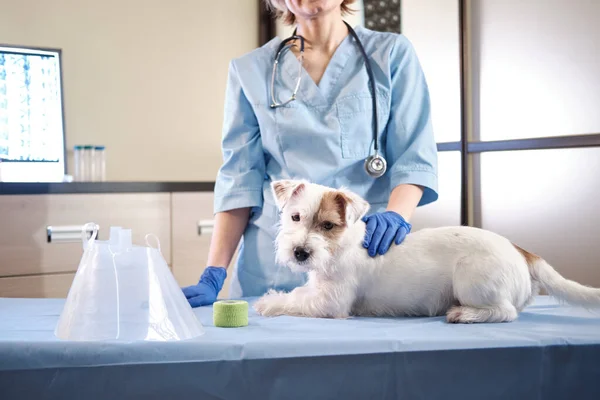 Veteriner tasmalı Jack Russell Dog klinikte masada yatıyor. Sağlık hizmeti. Yakın çekim.