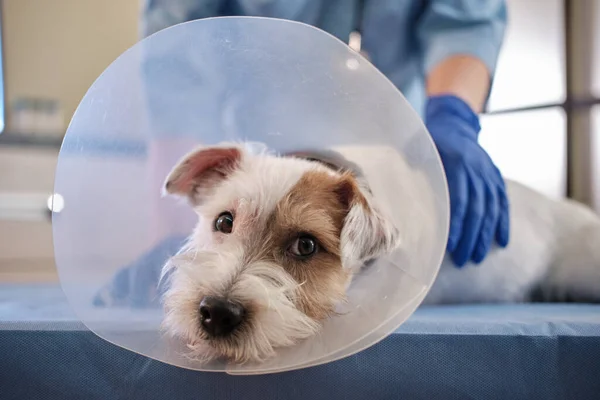  Veterinerlik tasmalı Jack Russell 'ın yakın çekimi klinikte, masada yatıyor. sağlık hizmetleri