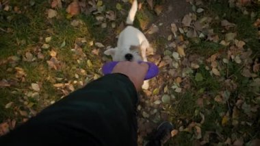 Adamın görüntüsü Jack Russell 'la oyun oynuyor. Çekici gibi. Yavaş çekim görüntüleri