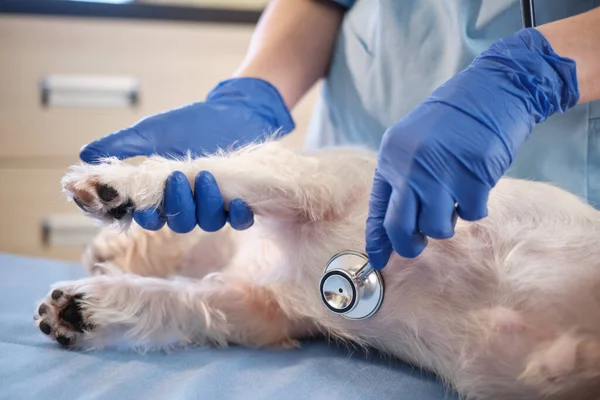 Stetoskop yardımıyla kadın veterinerin yakın çekimleri klinikteki Jack Russell 'ın köpeğini muayene ediyor.. 