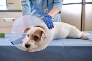  Veteriner tasmalı Jack Russell 'ın yakın görüntüsü klinikte, masada yatıyor. sağlık hizmetleri