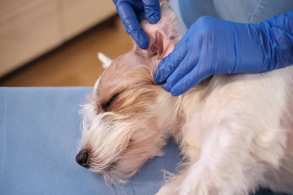 Kadın veteriner, klinikte Jack Russell 'ın köpek kulaklığını kontrol ediyor. Kapat. 