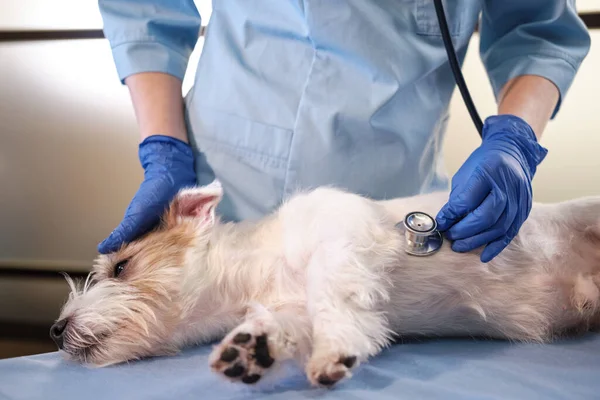 Stetoskop yardımıyla kadın veterinerin yakın çekimleri klinikteki Jack Russell 'ın köpeğini muayene ediyor.. 