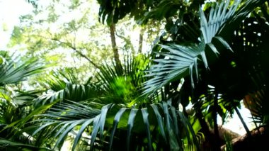 Tropikal yağmur ormanlarında yapraklar ve çalılıklar